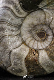 20401 - Great Huge 2.91 Inch Polished Goniatites Devonian Cephalopod