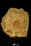 30485 - Beautiful 1.44 Inch Asaphellus fezouatensis Positive/Negative Lower Ordovician Trilobite Fezouata Fm
