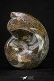 20401 - Great Huge 2.91 Inch Polished Goniatites Devonian Cephalopod