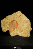 30485 - Beautiful 1.44 Inch Asaphellus fezouatensis Positive/Negative Lower Ordovician Trilobite Fezouata Fm