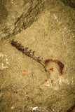 30485 - Beautiful 1.44 Inch Asaphellus fezouatensis Positive/Negative Lower Ordovician Trilobite Fezouata Fm