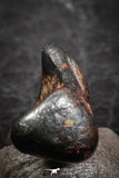 07457 - Taza (NWA 859) Iron Ungrouped Plessitic Octahedrite Meteorite 1.0g ORIENTED