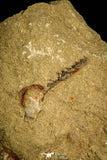 30485 - Beautiful 1.44 Inch Asaphellus fezouatensis Positive/Negative Lower Ordovician Trilobite Fezouata Fm