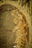 30486 - Well Preserved 2.41 Inch Asaphellus fezouatensis Lower Ordovician Trilobite Fezouata Fm