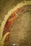 30486 - Well Preserved 2.41 Inch Asaphellus fezouatensis Lower Ordovician Trilobite Fezouata Fm