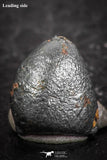 07459 - Taza (NWA 859) Iron Ungrouped Plessitic Octahedrite Meteorite 0.8g ORIENTED