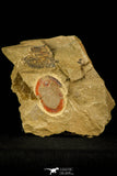 30487 - Colorful 1.59 Inch Asaphellus fezouatensis Lower Ordovician Trilobite Fezouata Fm
