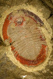30487 - Colorful 1.59 Inch Asaphellus fezouatensis Lower Ordovician Trilobite Fezouata Fm