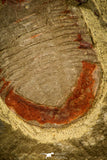 30487 - Colorful 1.59 Inch Asaphellus fezouatensis Lower Ordovician Trilobite Fezouata Fm
