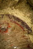 30487 - Colorful 1.59 Inch Asaphellus fezouatensis Lower Ordovician Trilobite Fezouata Fm