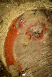 30487 - Colorful 1.59 Inch Asaphellus fezouatensis Lower Ordovician Trilobite Fezouata Fm