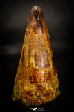 05411 - Beautiful 2.47 Inch Elosuchus Cherifiensis Crocodile Tooth From Kem Kem