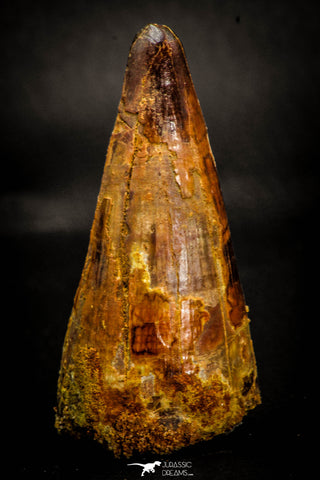 05411 - Beautiful 2.47 Inch Elosuchus Cherifiensis Crocodile Tooth From Kem Kem