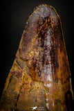 05411 - Beautiful 2.47 Inch Elosuchus Cherifiensis Crocodile Tooth From Kem Kem