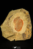 30488 - Beautiful 2.24 Inch Asaphellus fezouatensis Lower Ordovician Trilobite Fezouata Fm