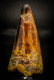 05411 - Beautiful 2.47 Inch Elosuchus Cherifiensis Crocodile Tooth From Kem Kem