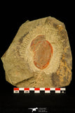 30488 - Beautiful 2.24 Inch Asaphellus fezouatensis Lower Ordovician Trilobite Fezouata Fm