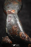 07460 - Taza (NWA 859) Iron Ungrouped Plessitic Octahedrite Meteorite 0.3g ORIENTED