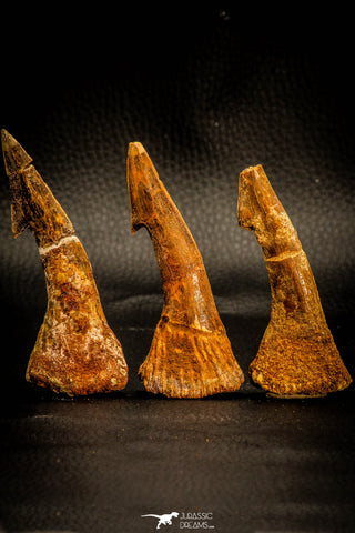 05412 - Great Collection of 3 Onchopristis numidus Cretaceous Sawfish Rostral Teeth Cretaceous