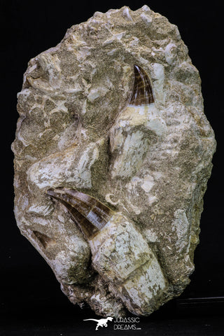 20348 - Top Associated 3 Mosasaurus hoffmanni Rooted Teeth on Matrix Late Cretaceous