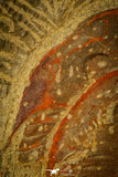 30488 - Beautiful 2.24 Inch Asaphellus fezouatensis Lower Ordovician Trilobite Fezouata Fm