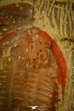 30488 - Beautiful 2.24 Inch Asaphellus fezouatensis Lower Ordovician Trilobite Fezouata Fm