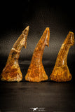 05412 - Great Collection of 3 Onchopristis numidus Cretaceous Sawfish Rostral Teeth Cretaceous