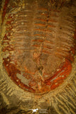 30488 - Beautiful 2.24 Inch Asaphellus fezouatensis Lower Ordovician Trilobite Fezouata Fm