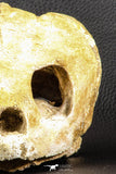 07040 - Museum Grade 5.31 Inch Complete Cretaceous Chelonioid Sea Turtle Skull