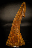 05412 - Great Collection of 3 Onchopristis numidus Cretaceous Sawfish Rostral Teeth Cretaceous
