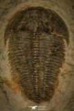 30489 -  Well Preserved 1.13 Inch Alokistocare sp Middle Cambrian Trilobite - Utah, USA