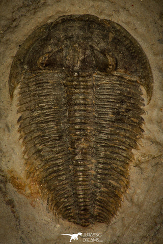30489 -  Well Preserved 1.13 Inch Alokistocare sp Middle Cambrian Trilobite - Utah, USA