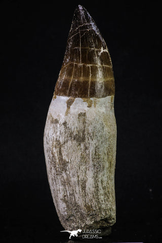 20349 - Top Huge Rooted 5.07 Inch Mosasaur (Prognathodon anceps) Tooth