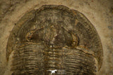 30489 -  Well Preserved 1.13 Inch Alokistocare sp Middle Cambrian Trilobite - Utah, USA