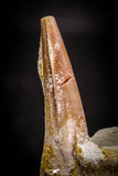 05413 - Nice Rooted 1.23 Inch Spinosaurus Tooth in Natural Matrix