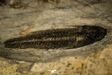 30489 -  Well Preserved 1.13 Inch Alokistocare sp Middle Cambrian Trilobite - Utah, USA