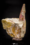 05413 - Nice Rooted 1.23 Inch Spinosaurus Tooth in Natural Matrix