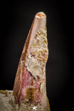 05413 - Nice Rooted 1.23 Inch Spinosaurus Tooth in Natural Matrix