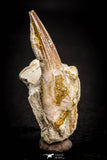 05413 - Nice Rooted 1.23 Inch Spinosaurus Tooth in Natural Matrix