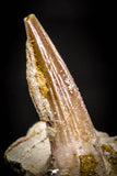 05413 - Nice Rooted 1.23 Inch Spinosaurus Tooth in Natural Matrix