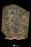 30490 - Beautiful 2.14 Inch Pseudogygites latimarginatus Upper Ordovician Trilobite - Ontario, Canada