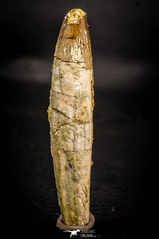 05368 - Rooted 2.21 Inch Spinosaurus Dinosaur Tooth Cretaceous