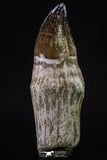 20350 - Top Huge Rooted 4.64 Inch Mosasaur (Prognathodon anceps) Tooth
