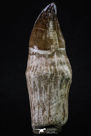 20350 - Top Huge Rooted 4.64 Inch Mosasaur (Prognathodon anceps) Tooth