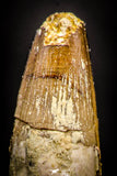 05368 - Rooted 2.21 Inch Spinosaurus Dinosaur Tooth Cretaceous