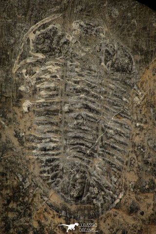 30490 - Beautiful 2.14 Inch Pseudogygites latimarginatus Upper Ordovician Trilobite - Ontario, Canada