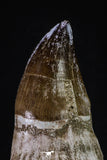 20350 - Top Huge Rooted 4.64 Inch Mosasaur (Prognathodon anceps) Tooth