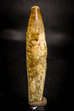 05368 - Rooted 2.21 Inch Spinosaurus Dinosaur Tooth Cretaceous