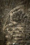 30490 - Beautiful 2.14 Inch Pseudogygites latimarginatus Upper Ordovician Trilobite - Ontario, Canada