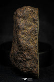 21478 - NWA Unclassified Chondrite Meteorite 26.1g Polished Section